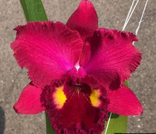 Load image into Gallery viewer, Orchid Seedling  50mm Pot Size - Cattleya Anchung Ruby
