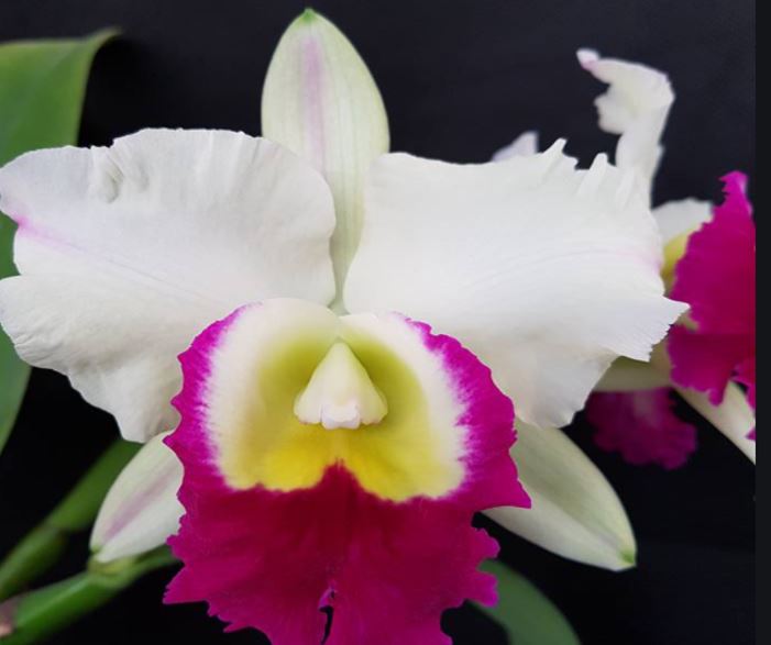 Orchid Seedling  50mm Pot Size - Cattleya Mem. Anna Balmores 'Convex'