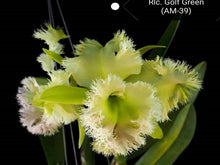 Load image into Gallery viewer, Orchid Seedling  50mm Pot Size - Cattleya Golf Green 'Hair Pig'
