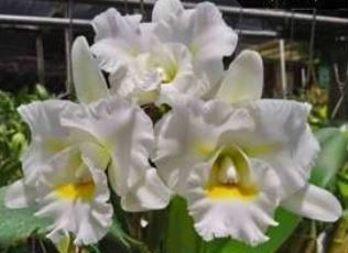 Orchid Seedling  50mm Pot Size - Cattleya Island Charm
