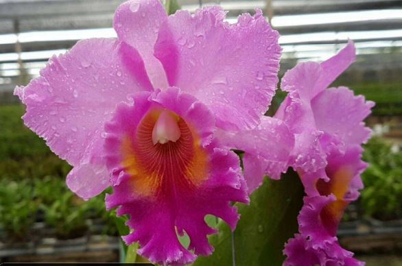 Orchid Seedling  50mm Pot Size - Cattleya Pink Diamond x Chia Lin