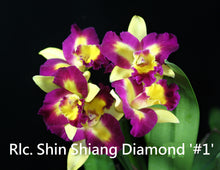 Load image into Gallery viewer, Orchid Seedling  50mm Pot Size - Cattleya Shin Shiang Diamond x Hsinying Little Mary
