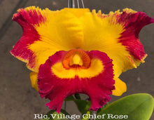 Load image into Gallery viewer, Orchid Seedling  50mm Pot Size - Cattleya Village Chief Rose
