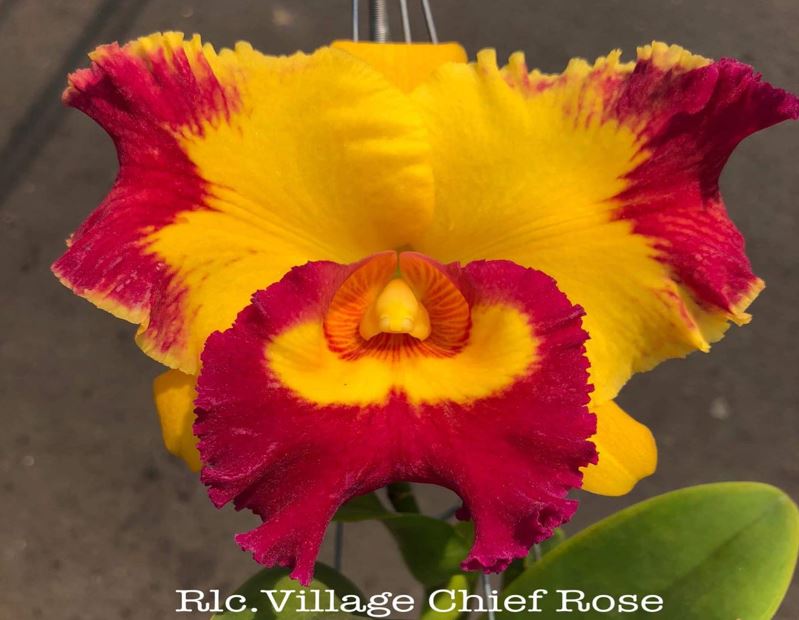 Orchid Seedling  50mm Pot Size - Cattleya Village Chief Rose