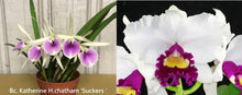Load image into Gallery viewer, Flask - Cattleya Bc Katherine H Chatham x Hsinying Chinderela &#39;November Bride&#39;

