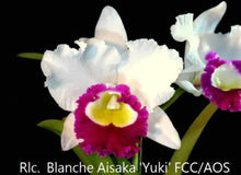 Load image into Gallery viewer, Orchid Seedling  50mm Pot Size - Cattleya Blanche Aisaka Yuki x Morning Song &#39;Mei&#39;
