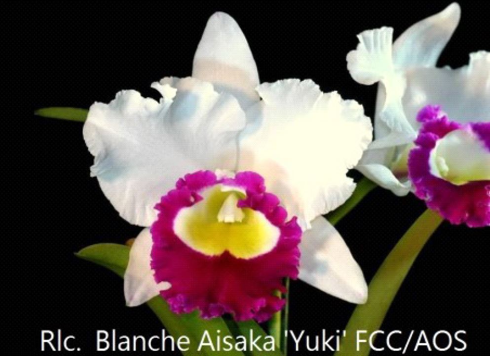 Orchid Seedling  50mm Pot Size - Cattleya Blanche Aisaka Yuki x Morning Song 'Mei'