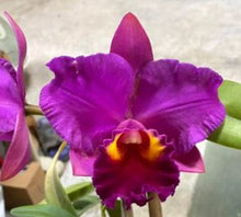 Load image into Gallery viewer, Flask - Cattleya Rlc Hsinying Rues 'Scarlet Rouge'
