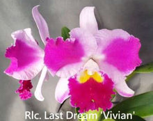 Load image into Gallery viewer, Flask - Cattleya Rlc Last Dream 'Vivian'
