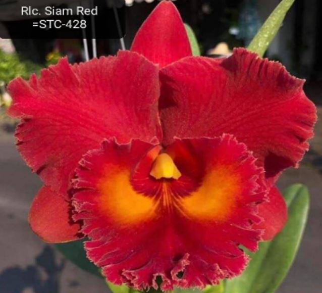 Orchid Seedling  50mm Pot Size - Cattleya Siam Red