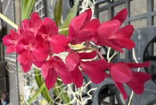Load image into Gallery viewer, Flask - Rodriguezia lanceolata x sib - Species
