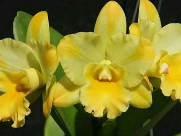 Orchid Seedling  50mm Pot Size - Cattleya Nell Hammer