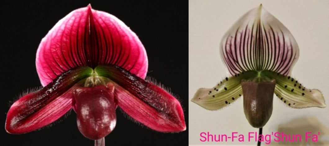 Flowering Size Orchid - Paphiopedilum Shun Fa Weber Puli x Shun Fa Weber Flag