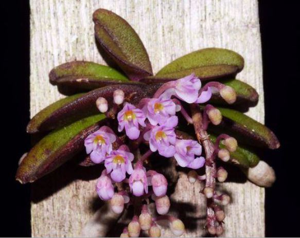 Orchid Seedling Mount - Schoenorchis seidenfadenii species