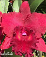 Load image into Gallery viewer, Orchid Seedling  50mm Pot Size - Cattleya Shinfong Lady
