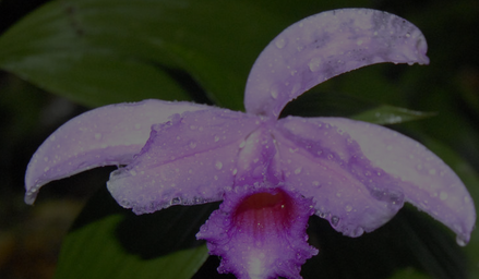 Flask - Sobralia sessilis - Species