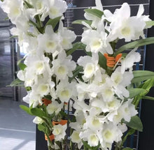 Load image into Gallery viewer, Orchid Seedling 50mm Pot size - Dendrobium Spring Snow  Softcane
