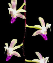 Load image into Gallery viewer, Flask - Stereochilus pachyphyllus - Species
