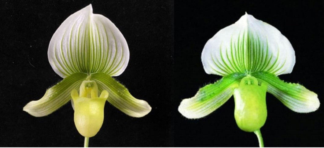 Flowering Size Orchid - Paphiopedilum Doya Green Prince x Hsinying Citron