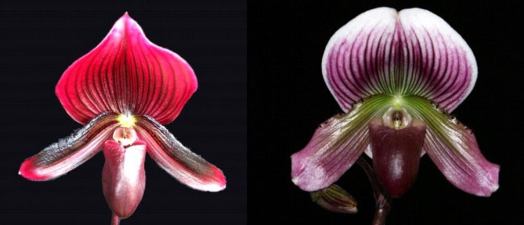 Flowering Size Orchid - Paphiopedilum Impulse x Hsinying Carlos