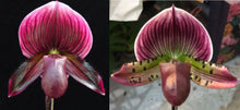 Load image into Gallery viewer, Orchid Seedling 50mm Pot Size - Paphiopedilum Hung Shen Bay x Impulse
