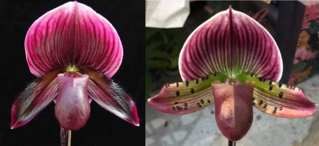 Orchid Seedling 50mm Pot Size - Paphiopedilum Hung Shen Bay x Impulse