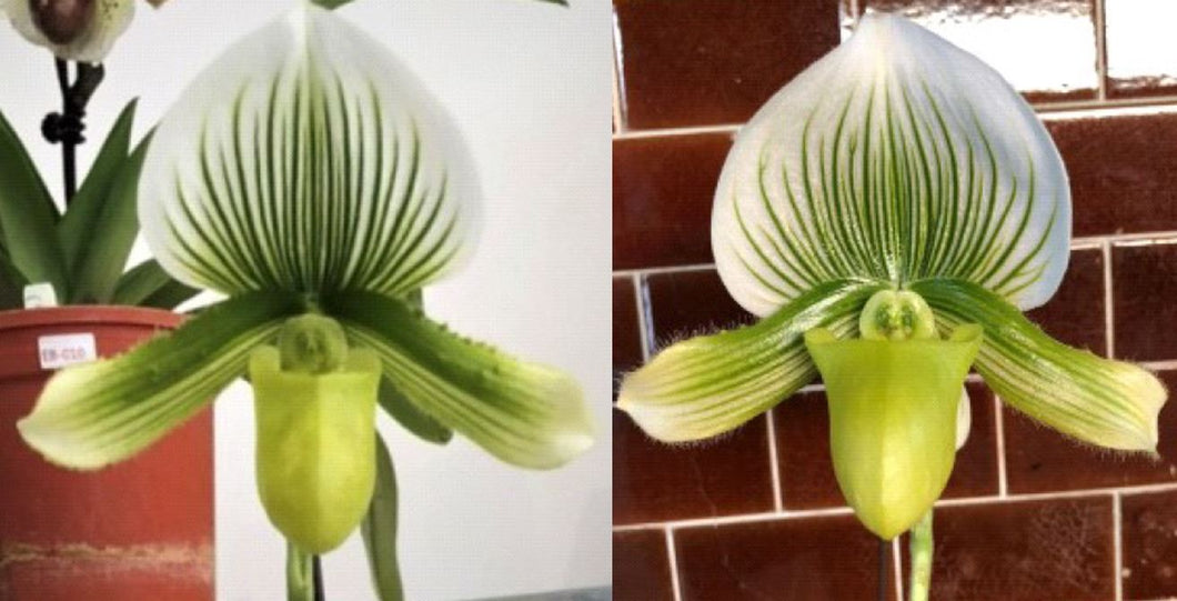 Flowering Size Orchid - Paphiopedilum In Charm Silver Bell x Doya Green Prince