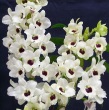 Load image into Gallery viewer, Orchid Seedling 50mm Pot size - Dendrobium Tian Mu Diamond 2 softcane

