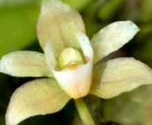 Load image into Gallery viewer, Orchid Seedling 50mm Pot size  Thrixspermum saruwatarii species
