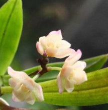 Load image into Gallery viewer, Orchid Seedling 50mm Pot size  Thrixspermum saruwatarii species
