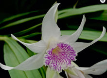 Load image into Gallery viewer, Orchid Seedling 50mm Pot size - Thunia bracteata species
