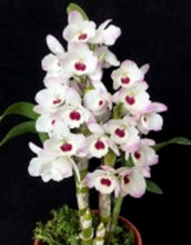 Load image into Gallery viewer, Flask - Dendrobium Nobile Tian Mu Diamond  Soft Cane
