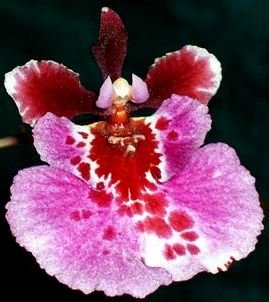 Orchid Seedling 50mm Pot size - Oncidium Tolumnia Asternova Sunspot x Willowbank Flash 'Pink Gold'