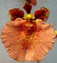 Load image into Gallery viewer, Orchid Seedling 50mm Pot size - Oncidium Tolumnia Capalaba Prime Sunrise x Capalaba Queen &#39;Yum Yum&#39;
