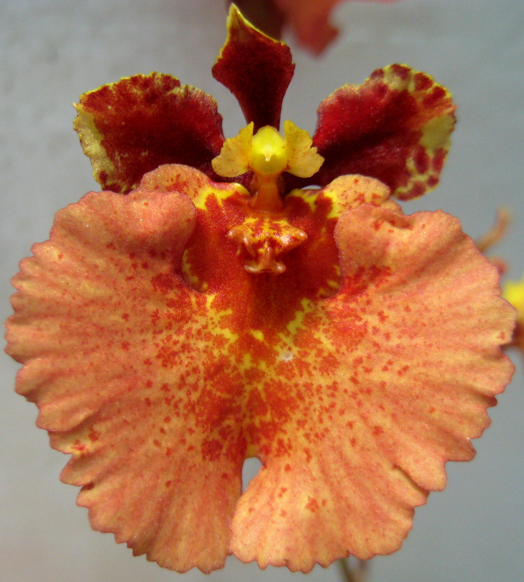Orchid Seedling 50mm Pot size - Oncidium Tolumnia Capalaba Prime Sunrise x Capalaba Queen 'Yum Yum'