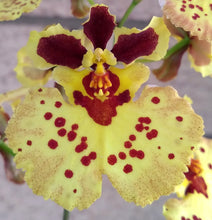 Load image into Gallery viewer, Orchid Seedling 50mm Pot size - Oncidium Tolumnia Capalaba Queen &#39;Big is Best&#39; x Capalaba Prime Sunrise
