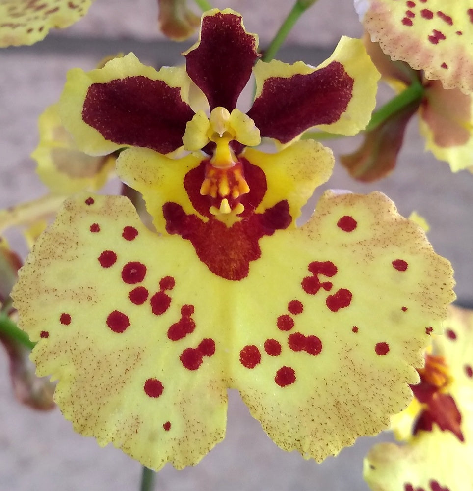 Orchid Seedling 50mm Pot size - Oncidium Tolumnia Capalaba Queen 'Big is Best' x Capalaba Prime Sunrise