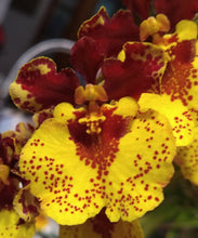 Load image into Gallery viewer, Orchid Seedling 50mm Pot size - Oncidium Tolumnia Capalaba Sensation x Capalaba Sun
