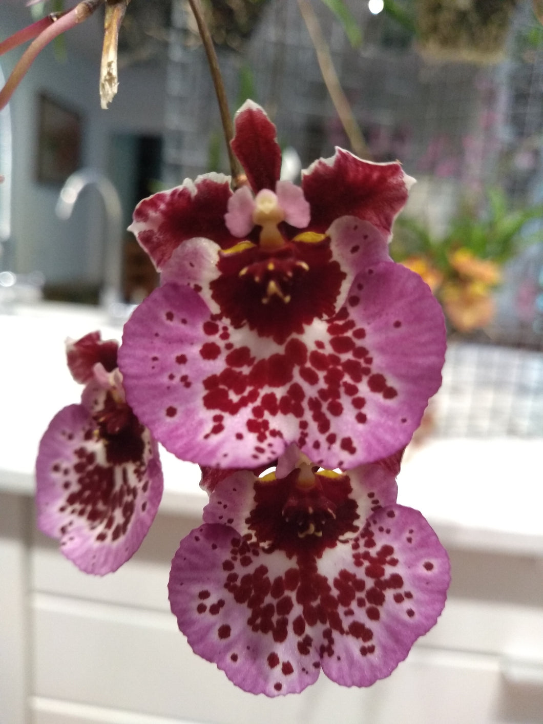Orchid Seedling 50mm Pot size - Oncidium Tolumnia Capalaba Finesse x sib