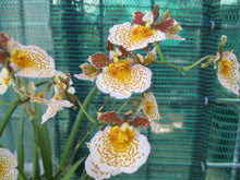 Load image into Gallery viewer, Orchid Seedling 50mm Pot size - Oncidium Tolumnia Asternova Sunspot x Willowbank Flash &#39;Pink Gold&#39;
