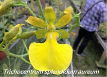 Load image into Gallery viewer, Flask - Oncidium Onc. (Trichocentrum) splendidum aureum - Species
