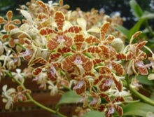 Load image into Gallery viewer, Orchid Seedling 50mm Pot Size - Trichoglottis ionosma - Species
