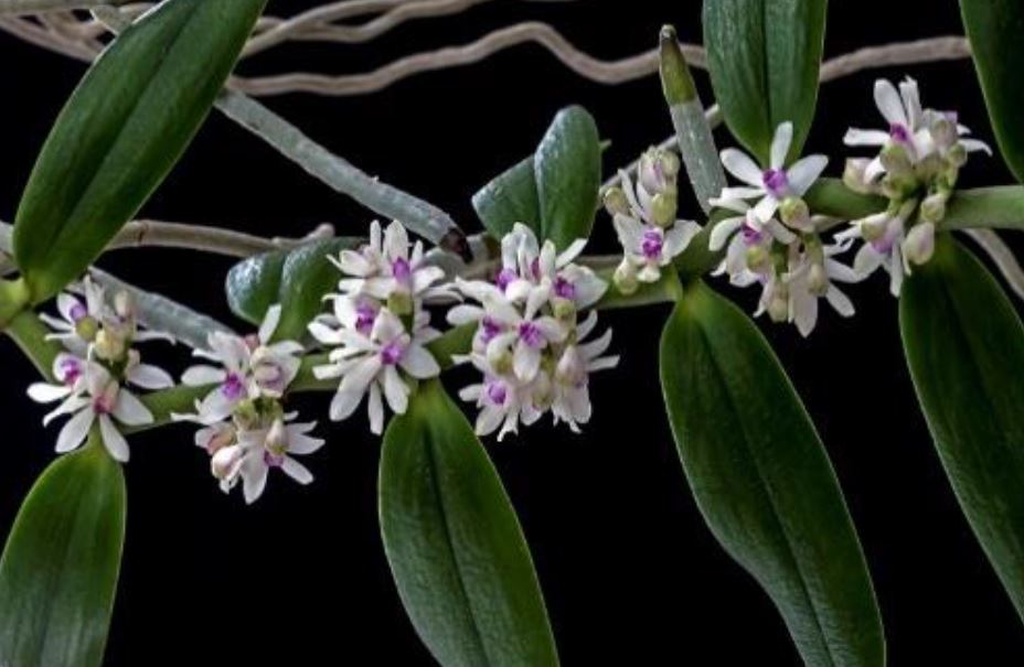 Flask - Trichoglottis rosea var breviracema x sib  Species