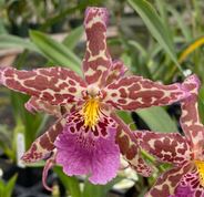 Flask - Oncidium Bellara Tropic Tom 'Kinky'