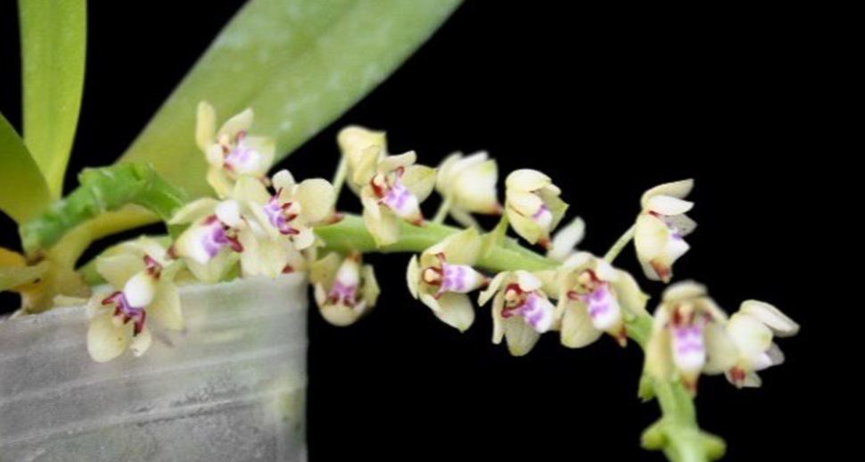 Orchid Seedling 50mm Pot size - Tuberolabium kotoense x sib species