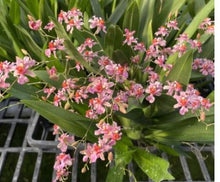 Load image into Gallery viewer, Flask - Oncidium Onc. Twinkle 'Pink Fantasy'
