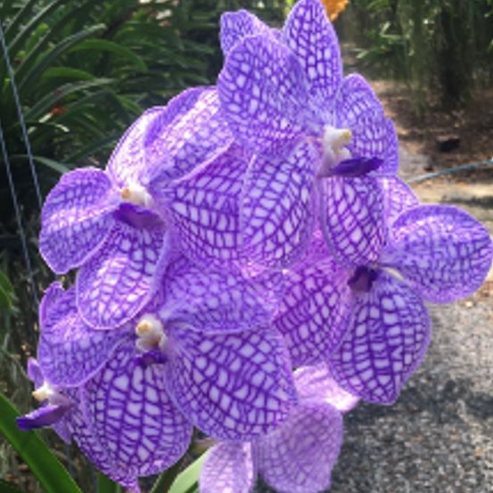 Orchid Seedling 50mm Pot size - Vanda Chulee Blue