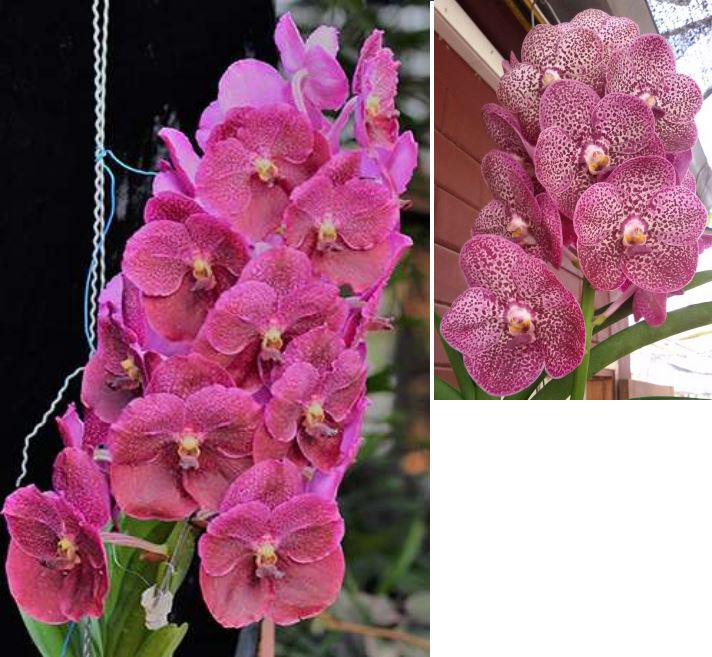 Orchid Seedling 50mm Pot size - Vanda Dr Anek x Kulvadee Fragrant Red