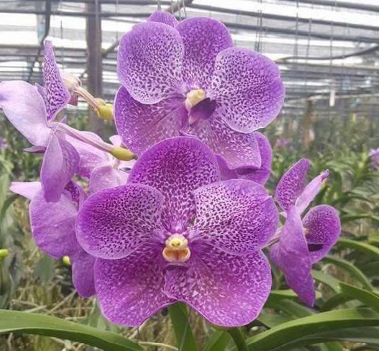 Orchid Seedling 50mm Pot size - Vanda Dr Anek x Gordon Dillion