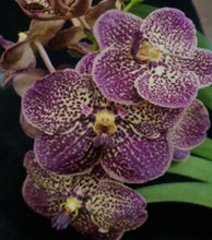 Load image into Gallery viewer, Orchid Seedling 50mm Pot size - Vanda Gordon Dillion
